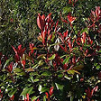 ARBORIX - Photinia fraseri 'Little Red Robin' - Photinia Fraseri 'Little Red Robin'  - 40-50 cm pot - vignette