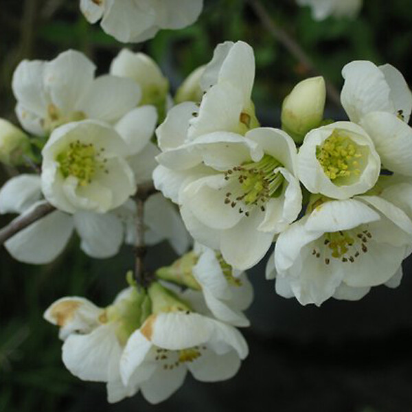 ARBORIX - 2 x Cognassier du Japon 'Nivalis' - Chaenomeles Speciosa 'Nivalis'  - 30-40 cm pot - large