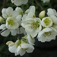 ARBORIX - 2 x Cognassier du Japon 'Nivalis' - Chaenomeles Speciosa 'Nivalis'  - 30-40 cm pot - vignette