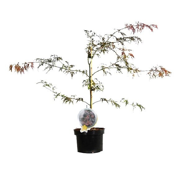 ARBORIX - Érable du Japon 'Garnet' - Acer Palmatum 'Garnet'  - 60-80 cm pot - large