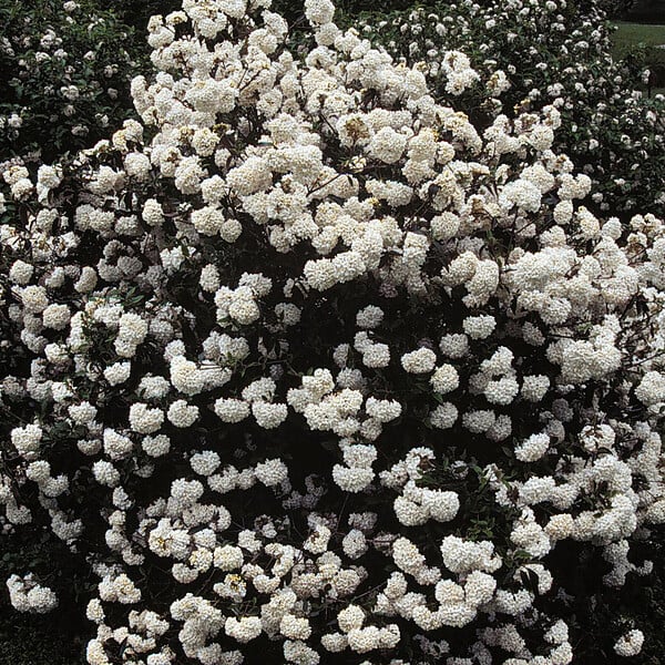 ARBORIX - Viorne carlcephalum - Viburnum Carlcephalum  - 40-60 cm pot - large