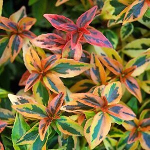 ARBORIX - Abélie - Abelia Grandiflora Kaleidoscope  - 50-60 cm pot - large
