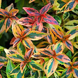 ARBORIX - Abélie - Abelia Grandiflora Kaleidoscope  - 50-60 cm pot - vignette