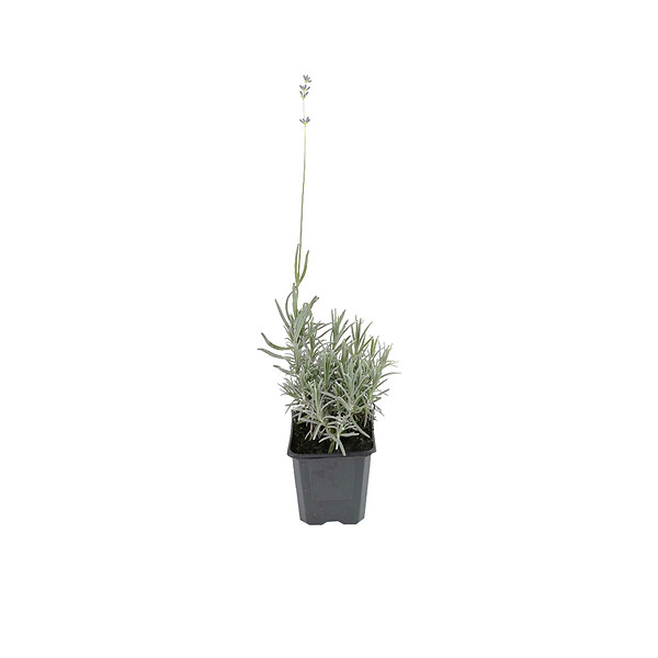 ARBORIX - 6 x Lavande fine 'Dwarf blue' - Lavandula Angustifolia 'Dwarf Blue'  - godet 9cm x 9cm - large