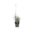 ARBORIX - 6 x Lavande fine 'Dwarf blue' - Lavandula Angustifolia 'Dwarf Blue'  - godet 9cm x 9cm - vignette