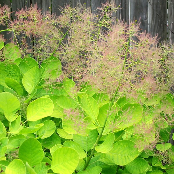 ARBORIX - Arbre à perruque 'Golden Spirit®' - Cotinus coggygria 'Golden Spirit'  - 40-60 cm pot - large