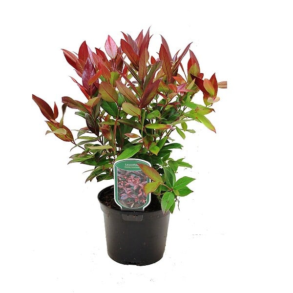 ARBORIX - 2 x Leucothoe fontanesiana (= 'Zeblid') - Leucothoe Scarletta (= 'Zeblid')  - 20-30 cm pot - large