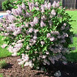 ARBORIX - 2 x Lilas de Chine 'Miss Kim' - Syringa patula 'Miss Kim'  - 40-60 cm pot - vignette