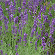 ARBORIX - 6 x Lavandin 'Dutch' - Lavandula Intermedia 'Dutch'  - godet 9cm x 9cm - vignette