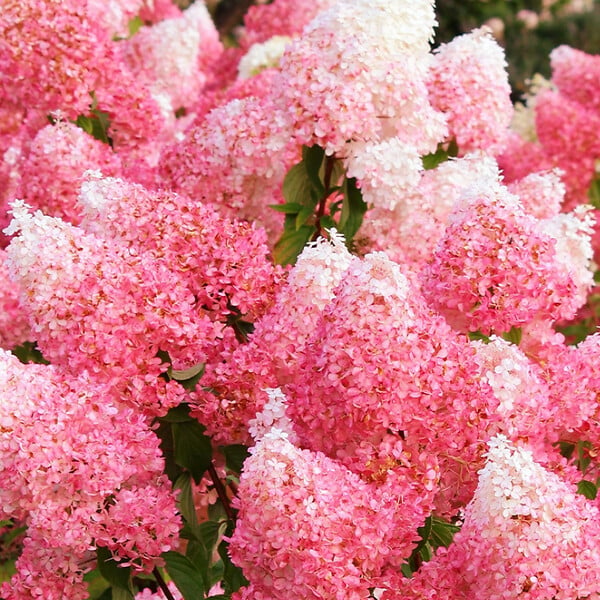 ARBORIX - 2 x Hortensia paniculé 'Framboisine'® - Hydrangea paniculata 'Framboisine'®  - 30-40 cm pot - large