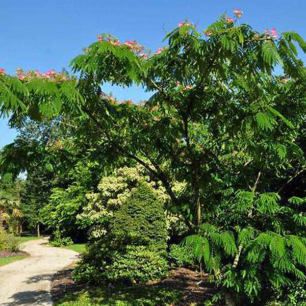 ARBORIX - Arbre de soie 'Ombrella' - Albizia Julibrissin 'Ombrella'  - 40-50 cm pot - large