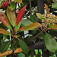 ARBORIX - 2 x Photinia x fraseri 'Red Robin' - Photinia Fraseri 'Red Robin'  - 40-60 cm pot - vignette