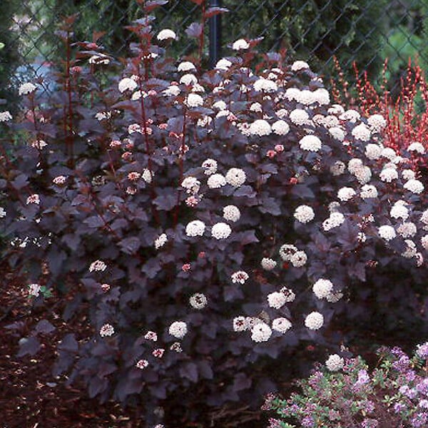 ARBORIX - 2 x Physocarpe à feuilles d'Obier 'Diabolo' - Physocarpus Opulifolius 'Diabolo'  - 30-40 cm pot - large