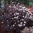 ARBORIX - 2 x Physocarpe à feuilles d'Obier 'Diabolo' - Physocarpus Opulifolius 'Diabolo'  - 30-40 cm pot - vignette