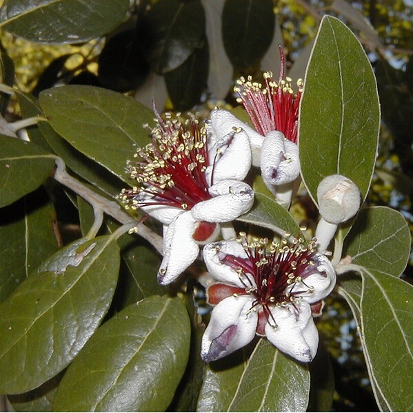 ARBORIX - Goyavier du Brésil - Acca Sellowiana  - 60-80 cm pot - large