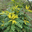 ARBORIX - Mahonia du Japon 'Bealei' - Mahonia Japonica (= Bealei)  - 50- 60 cm pot - vignette