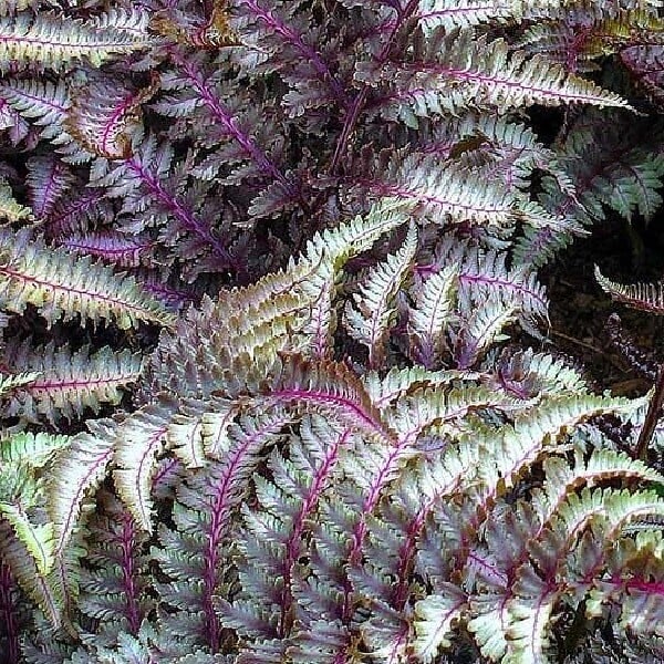 ARBORIX - 6 x Athyrium niponicum 'Metallicum' - Athyrium Niponicum 'Metallicum'  - godet 9cm x 9cm - large