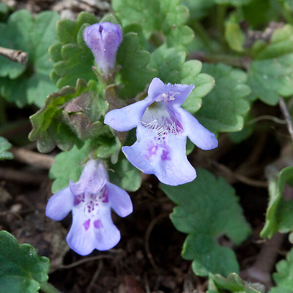 ARBORIX - 6 x Lierre terrestre - Glechoma hederacea  - godet 9cm x 9cm - large