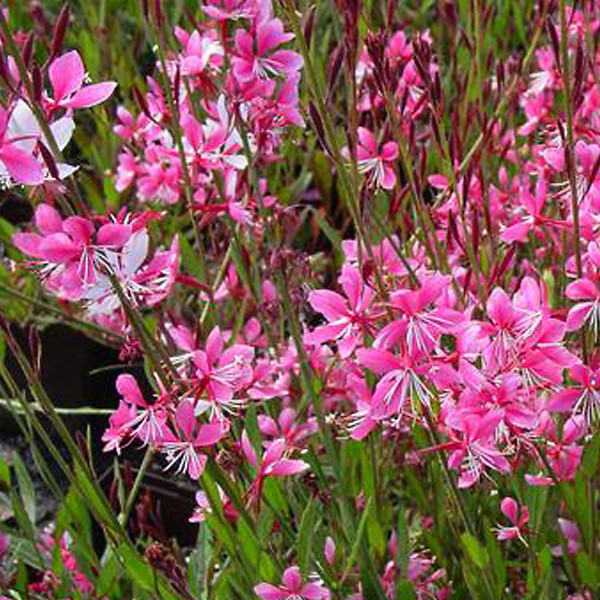 ARBORIX - 6 x Gaura lindheimeri 'Siskiyou Pink' - Gaura lindheimeri 'Siskiyou Pink'  - godet 9cm x 9cm - large