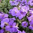 ARBORIX - 6 x Aubriète 'Cascade Purple' - Aubrieta 'Cascade Purple'  - godet 9cm x 9cm - vignette