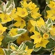 ARBORIX - 6 x Lysimaque ponctuée 'Alexander' - Lysimachia punctata 'Alexander'  - godet 9cm x 9cm - vignette