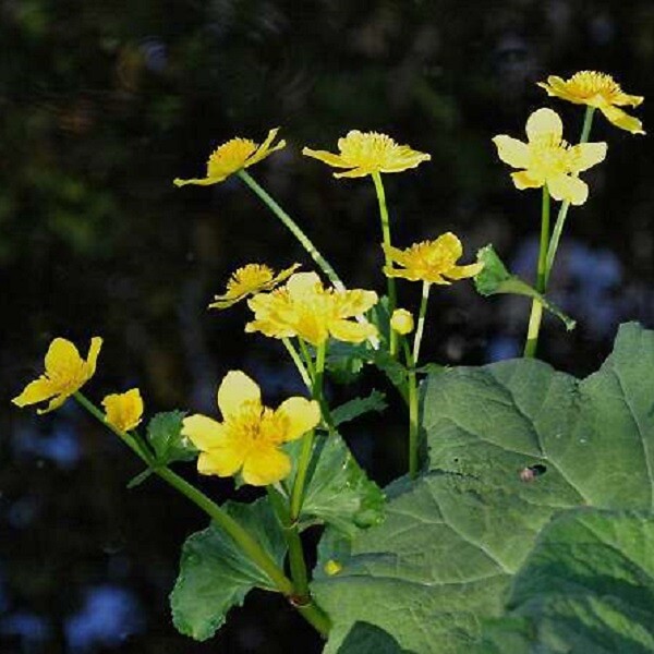 ARBORIX - 6 x Caltha des Marais - Caltha Palustris  - godet 9cm x 9cm - large