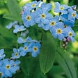 ARBORIX - 6 x Myosotis des marais - Myosotis Palustris  - godet 9cm x 9cm - vignette
