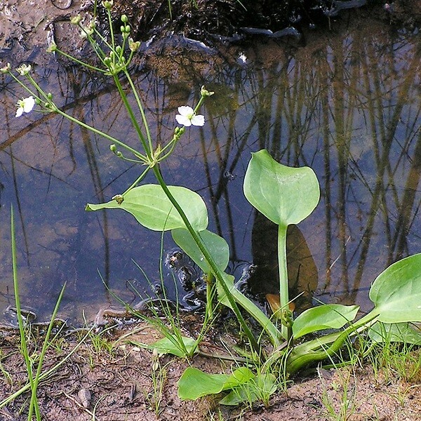 ARBORIX - 6 x Plantain d'eau commun - Alisma Plantago-Aquatica  - godet 9cm x 9cm - large