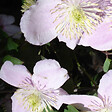ARBORIX - 2 x Clématite des montagnes - Clematis montana 'Mayleen'  - 50-60 cm pot - vignette