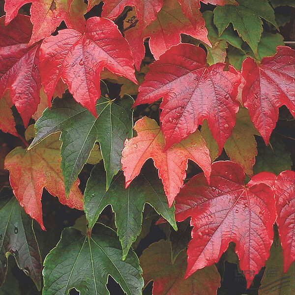 ARBORIX - 2 x Vigne vierge Japonaise 'Veitchii' - Parthenocissus tricuspidata 'Veitchii'  - 60-80 cm pot - large