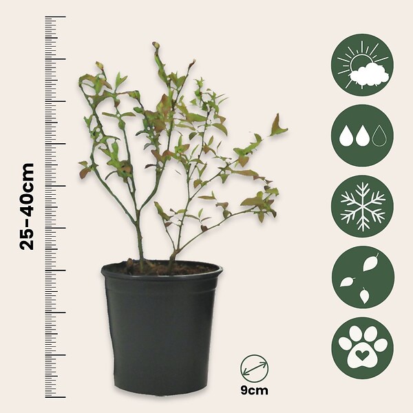 PLANT IN A BOX - Plantes fruitières - Set de 4 - Actinidia, Vaccinium, Lycium - H25-40cm - ⌀9cm - large