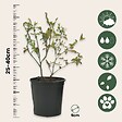 PLANT IN A BOX - Plantes fruitières - Set de 4 - Actinidia, Vaccinium, Lycium - H25-40cm - ⌀9cm - vignette