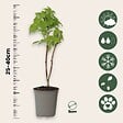 PLANT IN A BOX - Framboisier - Set de 3 - Rubus idaeus 'Fallgold' - Hauteur 25-40cm - ⌀9cm - vignette