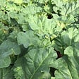 ARBORIX - 6 x Rhubarbe - Rheum rhabarbarum  - godet 9cm x 9cm - vignette