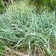 ARBORIX - 6 x Graminée ornementale - Agropyron magellanicum  - godet 9cm x 9cm - vignette