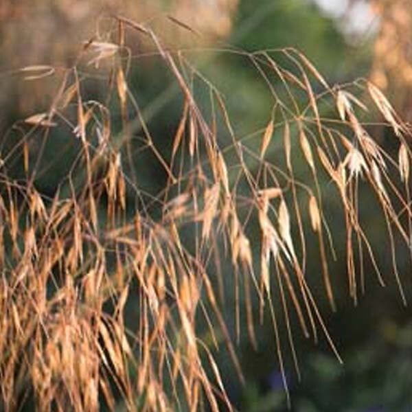 ARBORIX - 6 x Stipe géante - Stipa Gigantea  - godet 9cm x 9cm - large