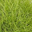 ARBORIX - 6 x Fétuque de gautier - Festuca Gautieri  - godet 9cm x 9cm - vignette