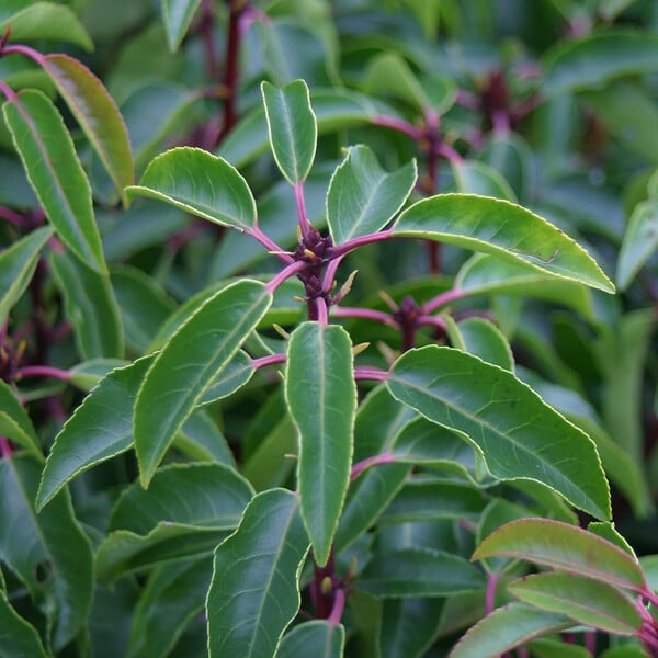 ARBORIX - 2 x Laurier du Portugal - Prunus Lusitanica  - 30-40 cm pot - large