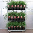 ARBORIX - Fargesia nitida 'Great Wall' - Fargesia nitida 'Great Wall'  - 60- 80 cm pot - vignette