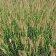 ARBORIX - 6 x Herbe aux écouvillons - Pennisetum Alopecuroides  - godet 9cm x 9cm - vignette