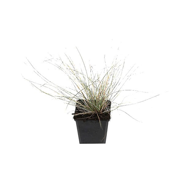 ARBORIX - 6 x Fétuque bleue 'Uchte' - Festuca glauca 'Uchte'  - godet 9cm x 9cm - large