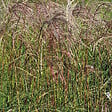 ARBORIX - 6 x Eulalie 'Flamingo' - Miscanthus sinensis 'Flamingo'  - godet 9cm x 9cm - vignette