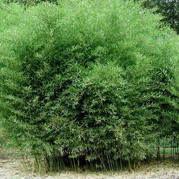 ARBORIX - Bambou géant - Phyllostachys Bissetii  - 60- 80 cm pot - large