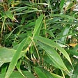 ARBORIX - Fargesia robusta 'Formidable' - 60-80 cm pot - vignette