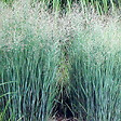 ARBORIX - 6 x Panic effilé 'Heavy métal' - Panicum Virgatum 'Heavy Metal'  - godet 9cm x 9cm - vignette