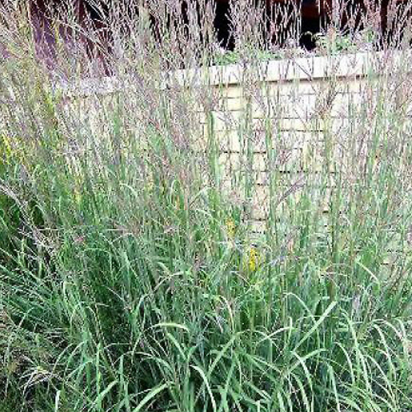 ARBORIX - 6 x Baron - Andropogon gerardii  - godet 9cm x 9cm - large