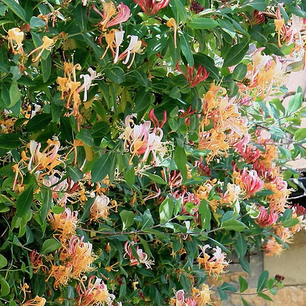 ARBORIX - 2 x Chèvrefeuille grimpant 'Gold Flame' - Lonicera heckrottii 'Gold Flame'  - 50-60 cm pot - large