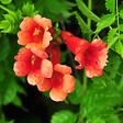ARBORIX - 2 x Trompette de virginie - Campsis tagliabuana 'Madame Galen'  - 50-60 cm pot - vignette
