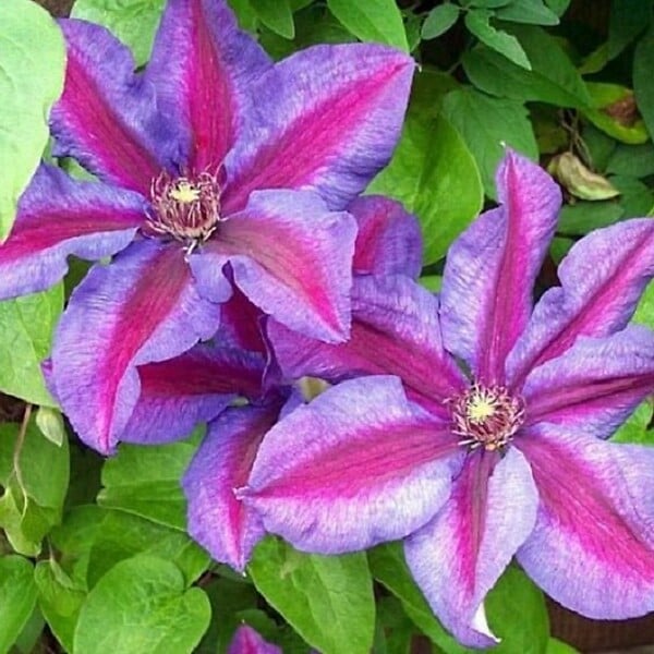 ARBORIX - 2 x Clématite 'Mrs N. Thompson' - Clematis 'Mrs N. Thompson'  - 50-60 cm pot - large
