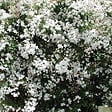 ARBORIX - Jasmin commun - Jasminum Officinale  - 50-60 cm pot - vignette